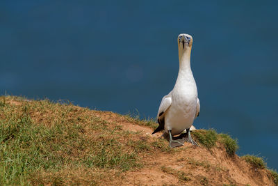 Seagull perching on a rock