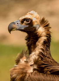 Close-up of a bird