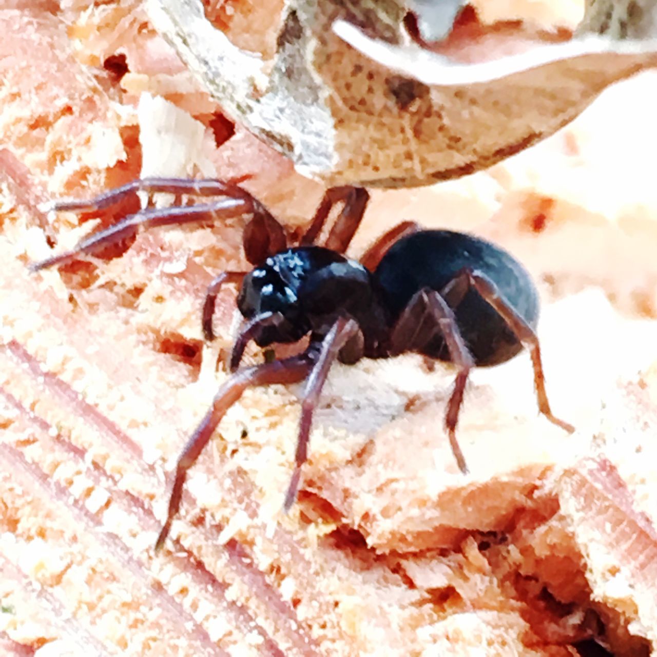 animal themes, animals in the wild, insect, one animal, close-up, animal wildlife, sunlight, no people, day, outdoors, nature