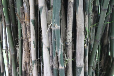 Full frame shot of bamboo trees in forest