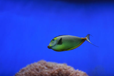 Close-up side view of naso tang fish in water