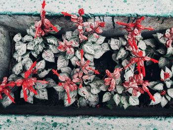 High angle view of red berries on wall