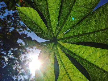 Close-up of sunlight streaming through leaves