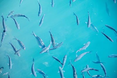 Fish swimming in sea