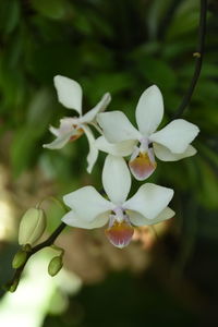 Close-up of flowers blooming outdoors