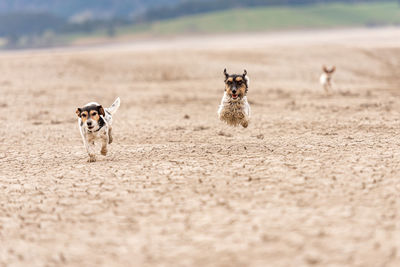 High angle view of dogs on field