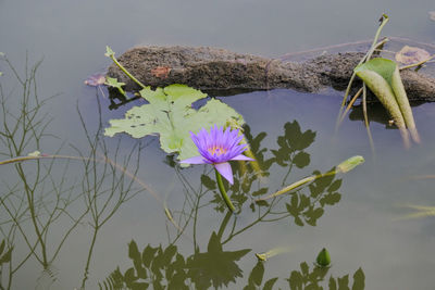 Close-up of purple lotus water lily in lake