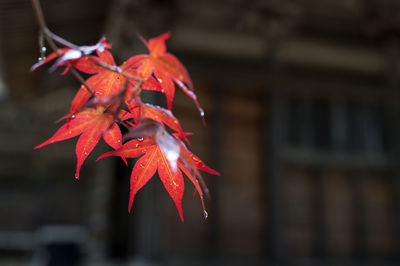 Close-up of red maple leaves