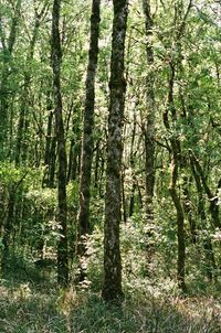 Trees in forest