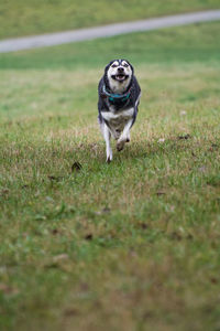 Dog on field