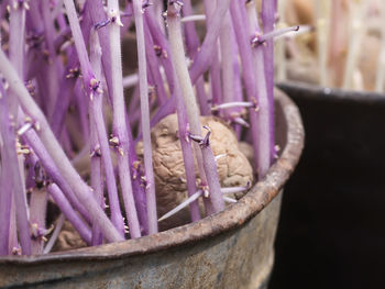 Potato with sprouts in metal bucket outdoors. vegetables prepared for planting.