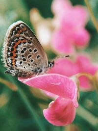 Close-up of butterfly pollinating on pink flower