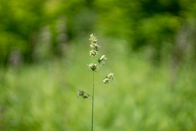Close-up of flowering plant on field