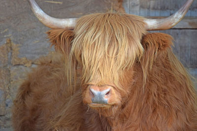 Close-up of a cow