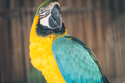 Gold and blue macaw looking away outdoors