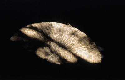 Close-up of human eye against black background