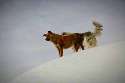 Dogs on landscape against sky