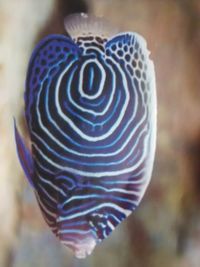 Close-up of feathers