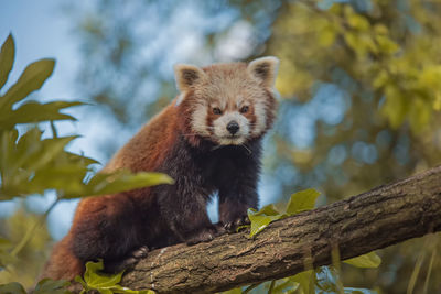 Animal on tree in forest