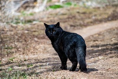 Portrait of black cat on the ranch