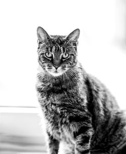 Close-up portrait of tabby cat