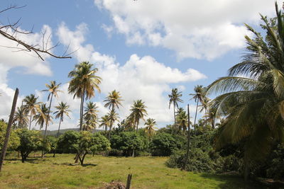 Palm trees on field against sky