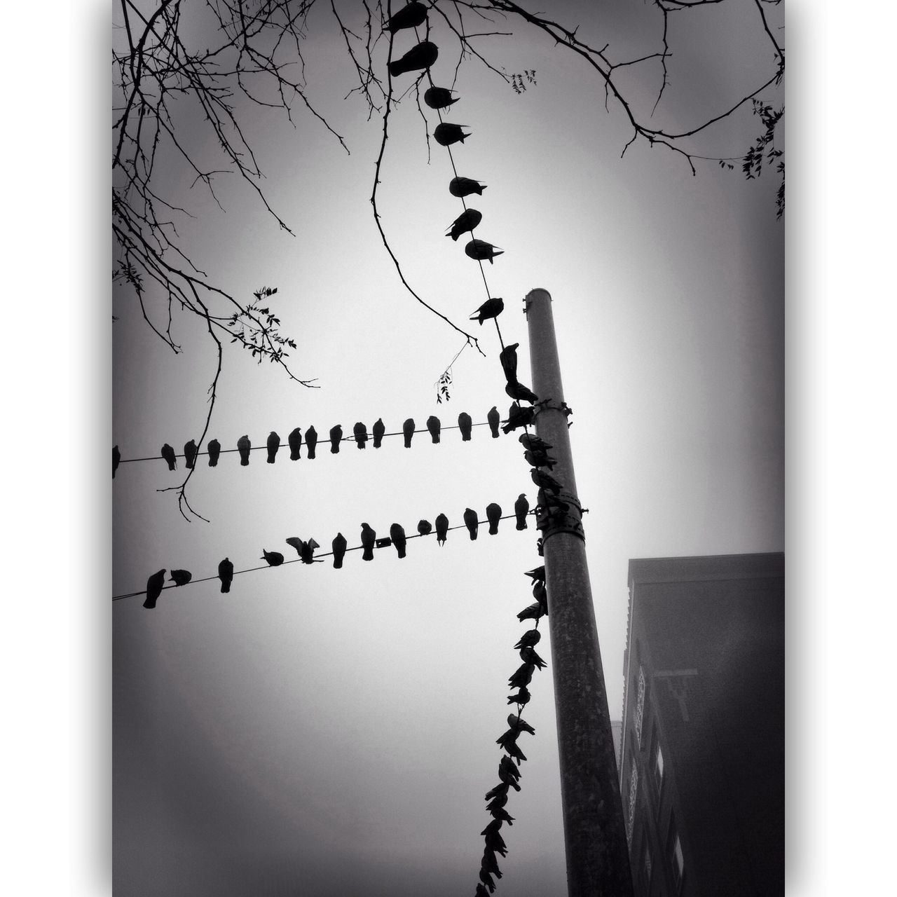 bird, low angle view, silhouette, clear sky, animals in the wild, animal themes, wildlife, connection, sky, cable, barbed wire, flock of birds, power line, perching, outdoors, fence, no people, hanging, dusk