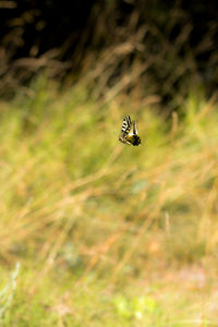 Close-up of insect on plant