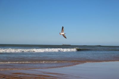 Bird flying on beach against clear blue sky