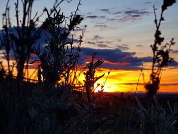 Plants at sunset