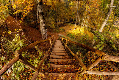 Walkway amidst trees in forest during autumn