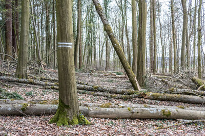 Trees in forest