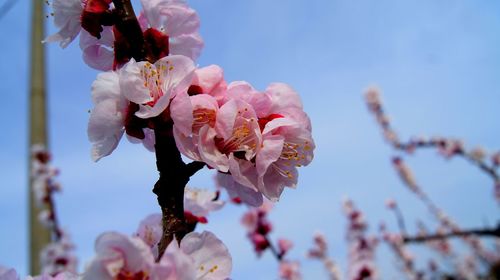 Close-up of pink cherry blossoms against sky