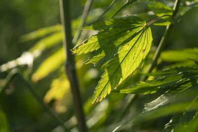 Close-up of fresh green leaves on plant