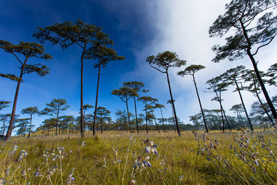 Trees on field against sky