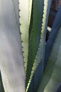 Full frame shot of plants