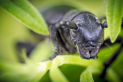 Close-up of beetle on plant