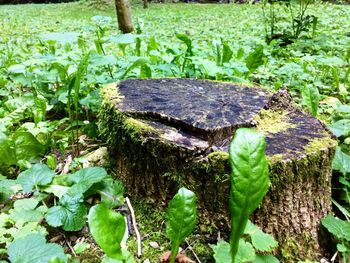 Plant growing on tree trunk