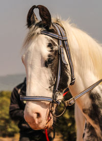 Close-up of a horse