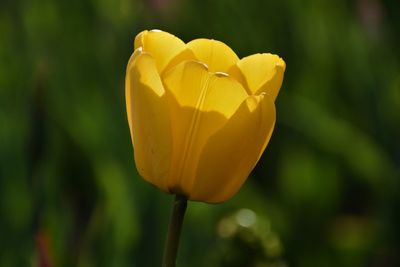 Close-up of yellow flowering plant