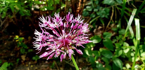 Close-up of pink flowering plant