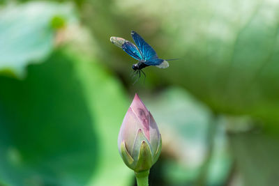 Close-up of insect on flower