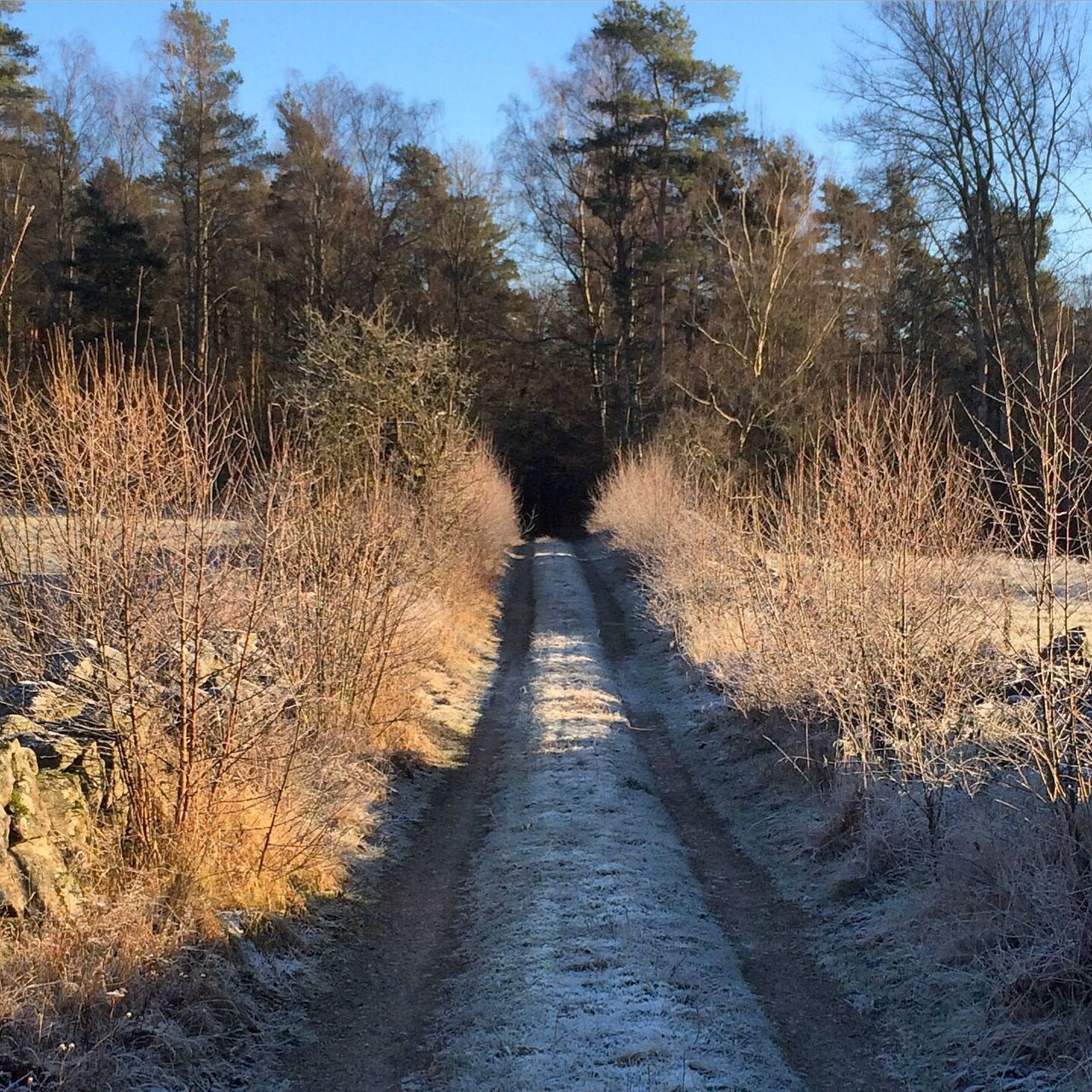 DIRT ROAD AMIDST TREES ON FIELD