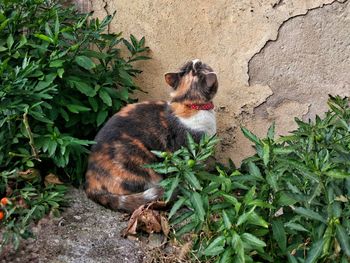 Cat sitting by plants