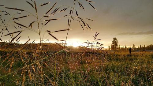 Scenic view of landscape against sky during sunset