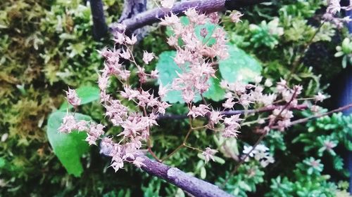 Close-up of flowers growing on tree