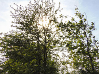 Low angle view of trees against sky