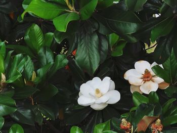 High angle view of white flowering plants