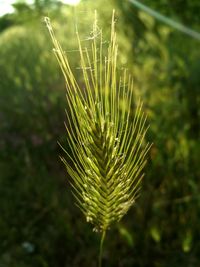 Close-up of plant