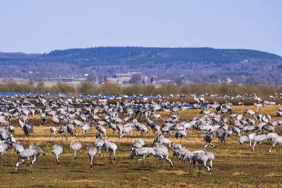 Migratory cranes that resting in a field